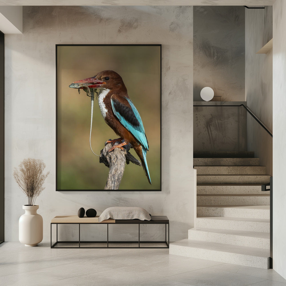 White-throated kingfisher AZ Poster