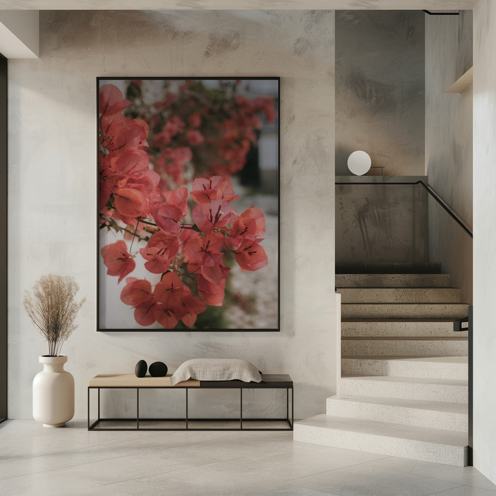 Pink Bougainvilleas Poster