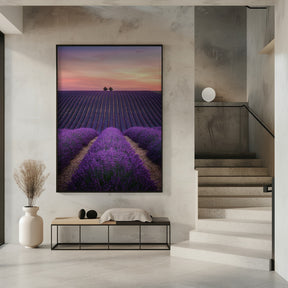 Lavender fild Poster