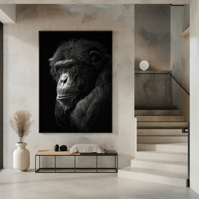 Chimpanzee Poster