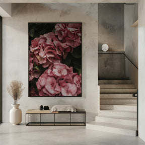 Old Pink Hydrangeas Poster