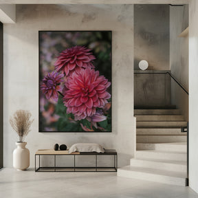 Dark Pink Dhalias Poster