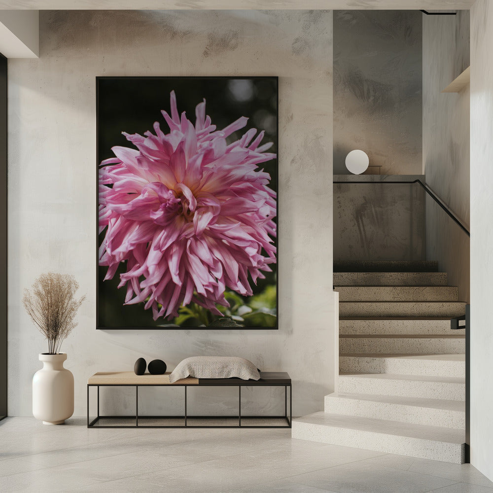 Light Pink Dhalia Poster