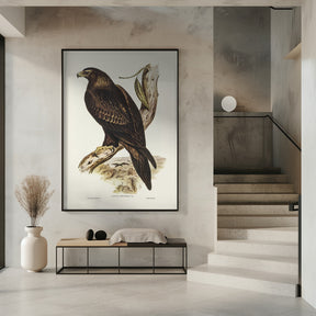 Wedge Tailed Eagle Poster