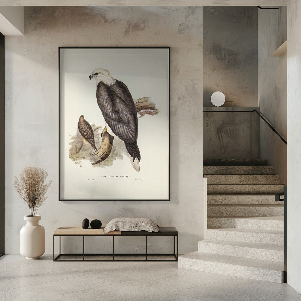 White Bellied Sea Eagle Poster