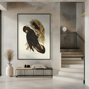 Yellow Eared Black Cockatoo Poster