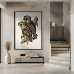 Masked Barn Owl Poster