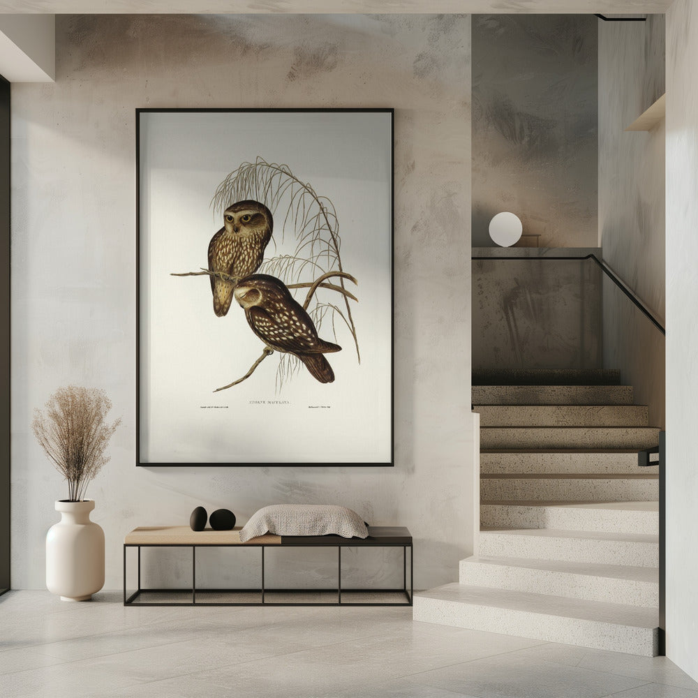 Spotted Owl Poster