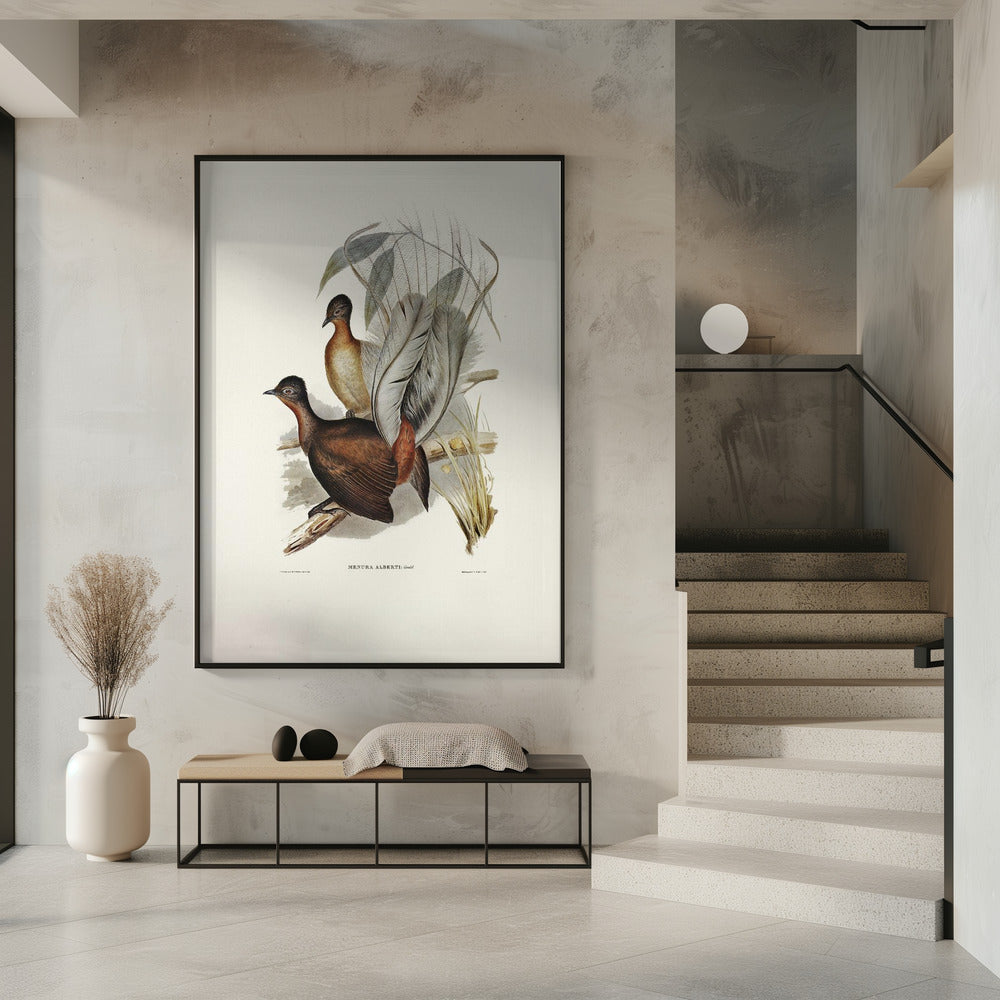 Albert Lyre Bird Poster