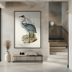 Australian Crane Poster