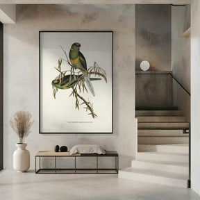 Black Tailed Parakeet Poster