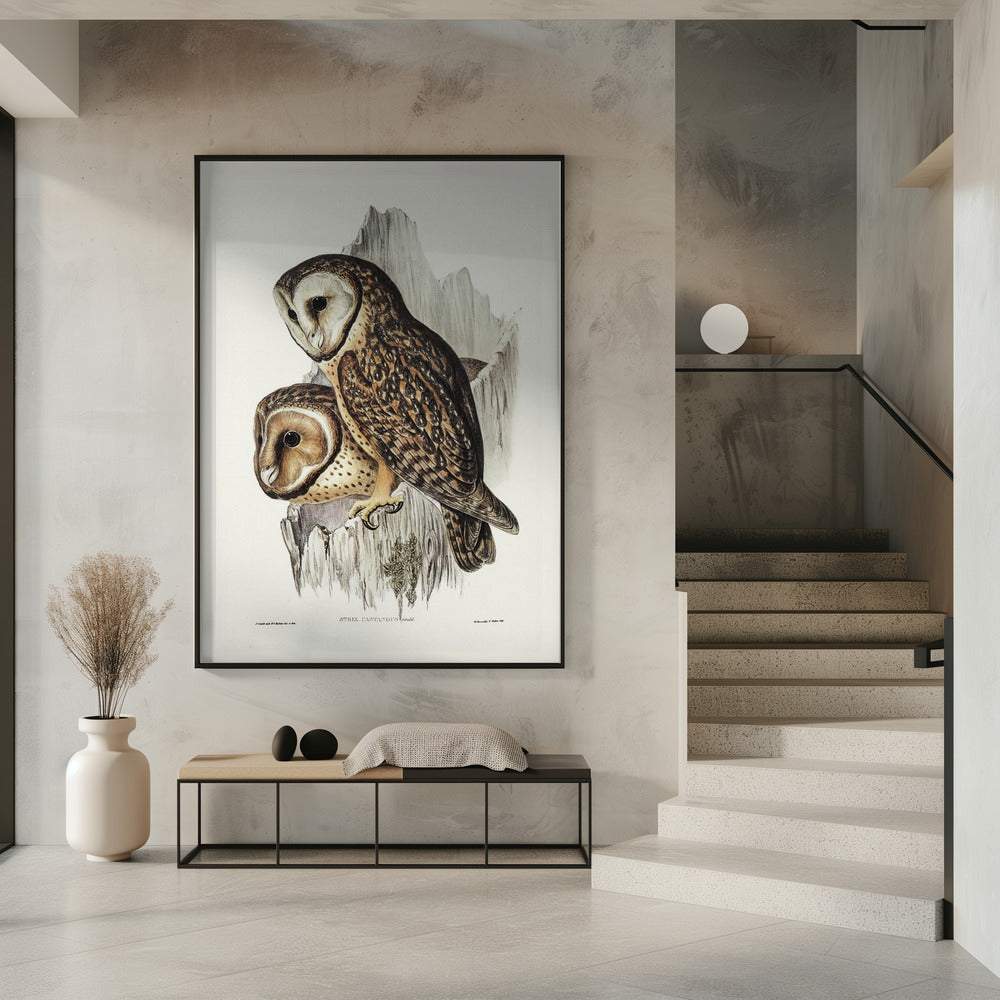 Chestnut Faced Owl Poster