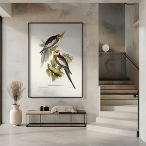 Cockatoo Parakeet Poster