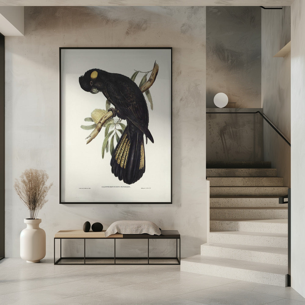 Funereal Cockatoo Poster