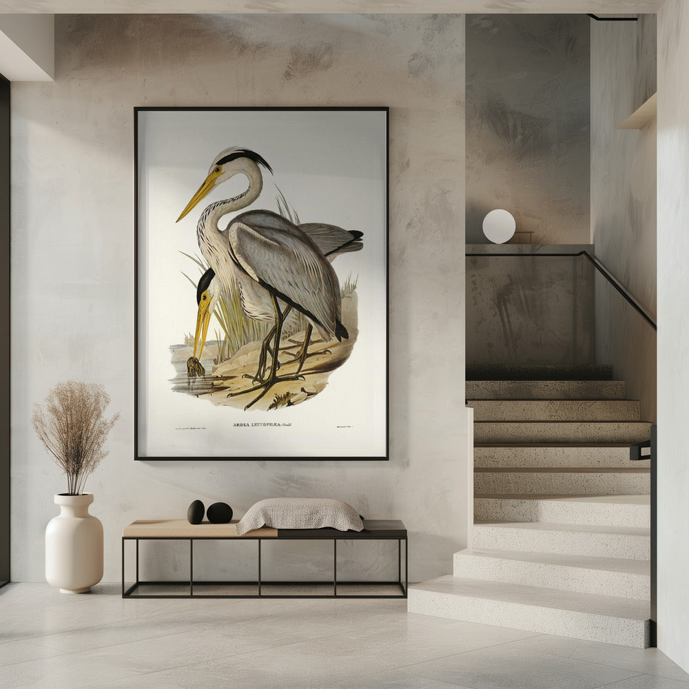 Great Grey Heron Poster