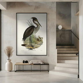 Great Billed Heron Poster