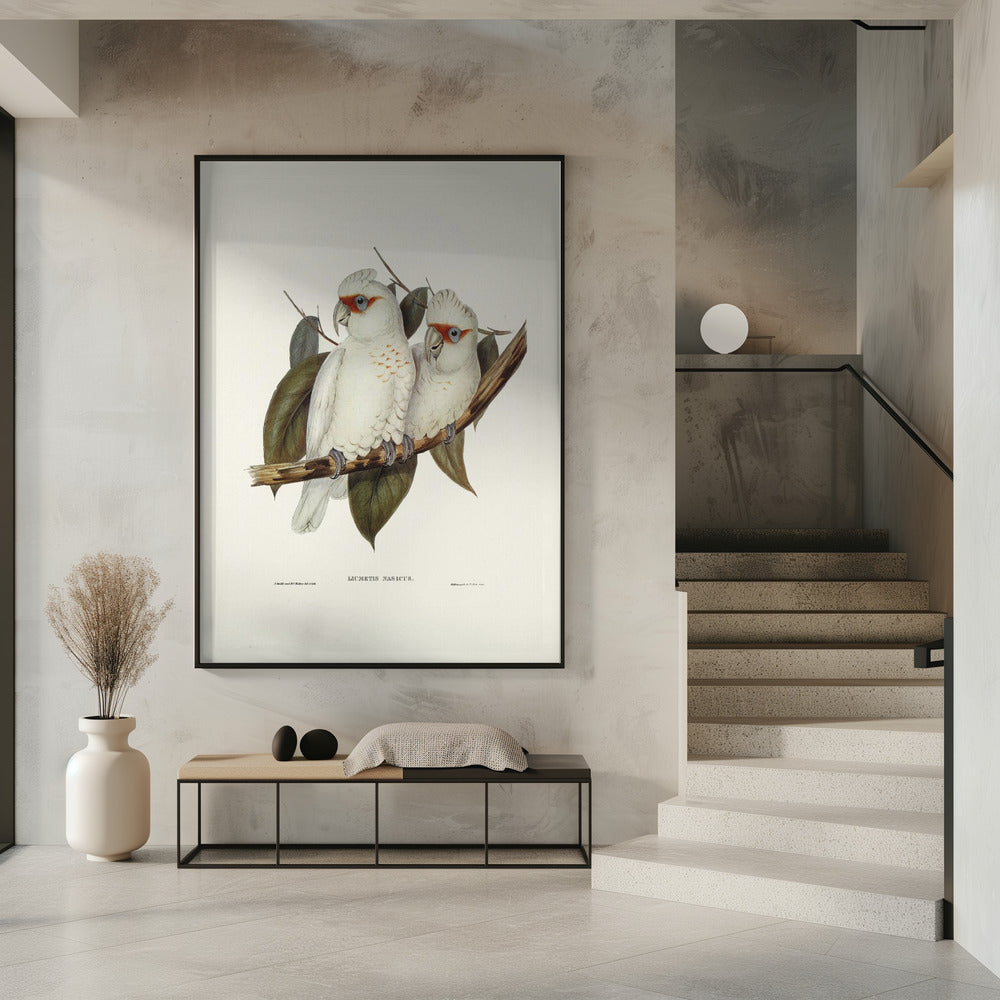 Long Billed Cockatoo Poster