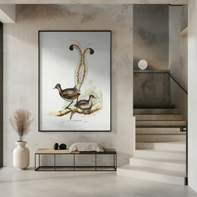 Lyre Bird Poster