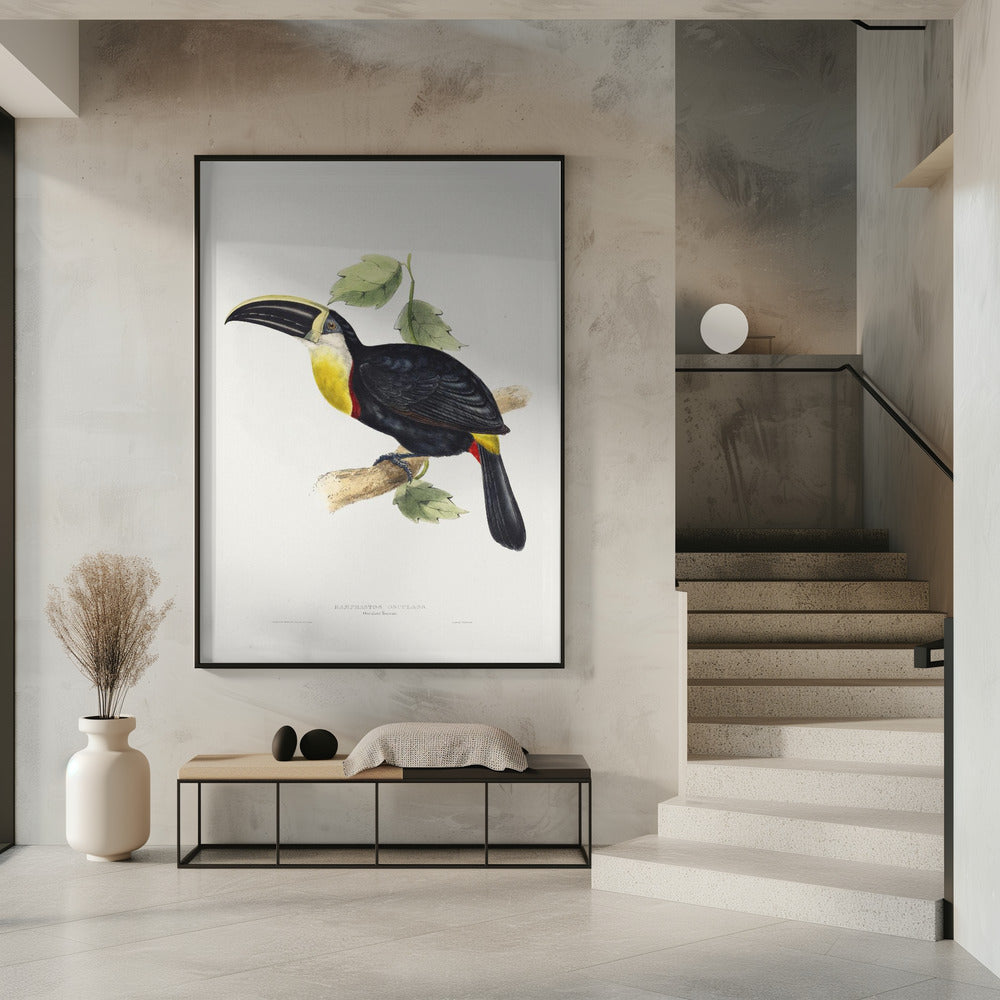 Osculant Toucan Poster