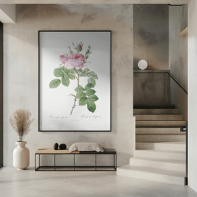 Rosa Bifera Officinalis,les Roses (1817–1824) Poster