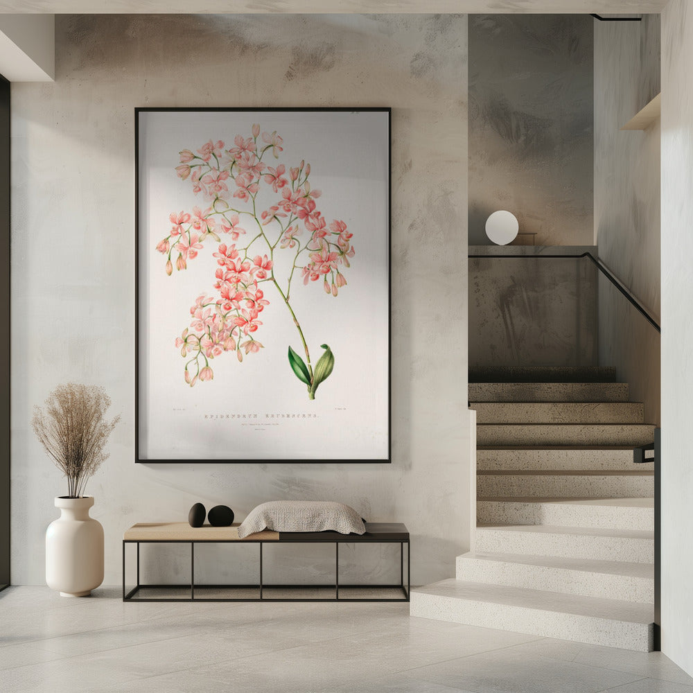 Epidendrum Rosa Poster