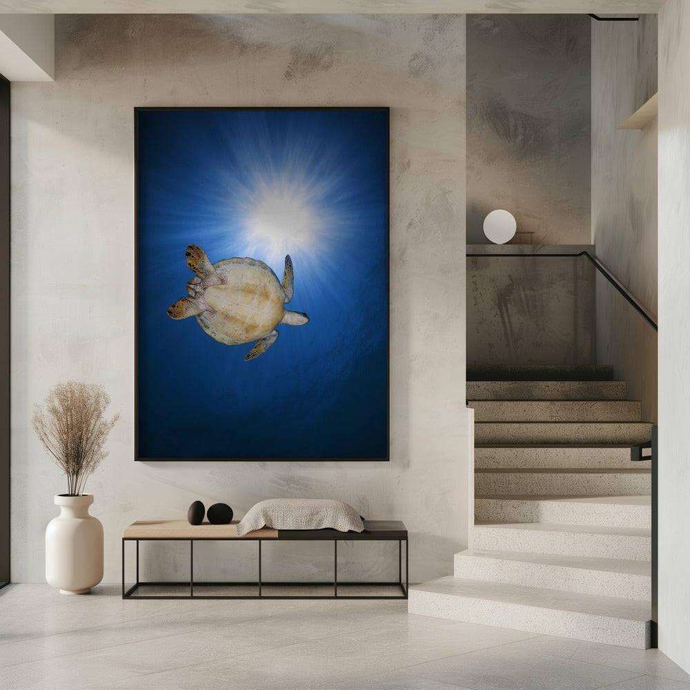 Green turtle Poster