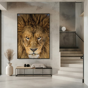 Serious Lion Poster