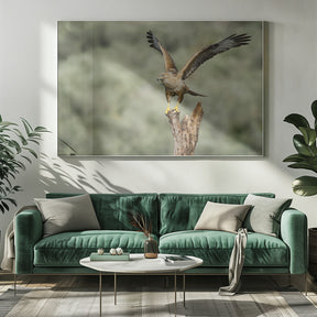 Long Legged Buzzard Poster