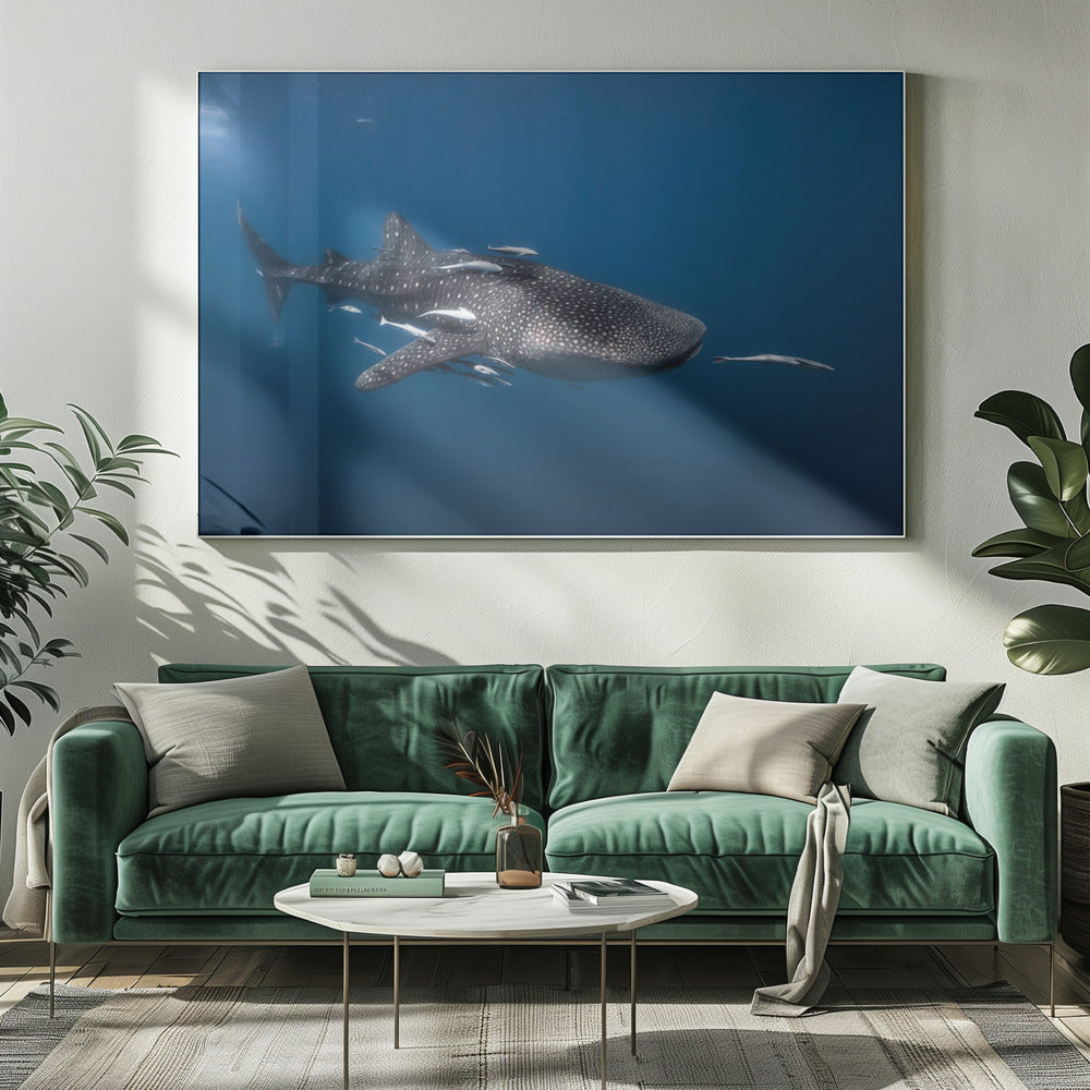 Whale shark Poster