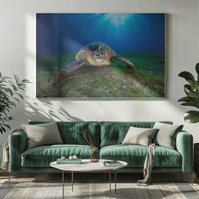 Green turtle Poster