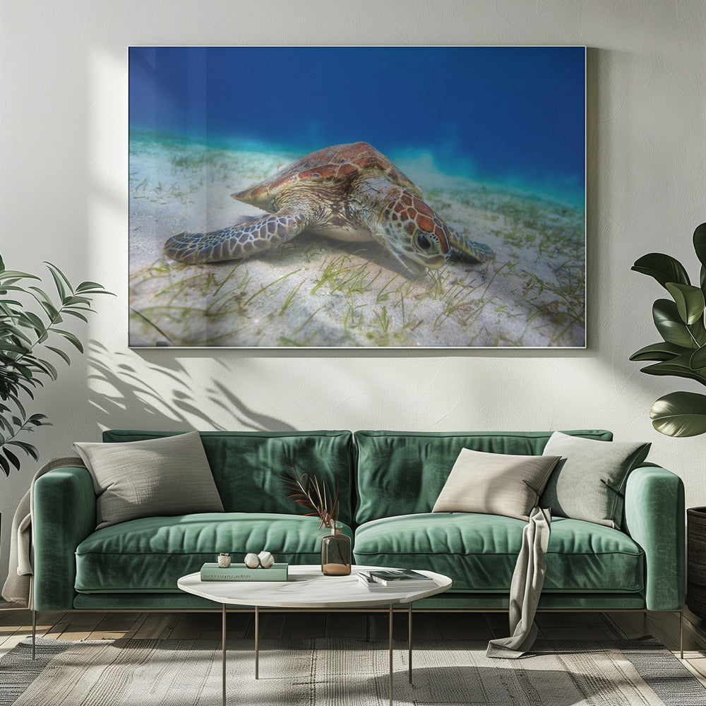 Green turtle Poster