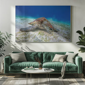 Green turtle Poster