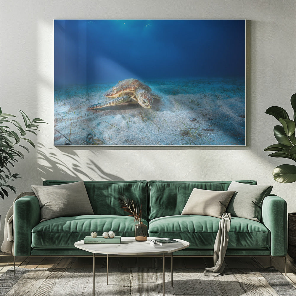 Green turtle in the blue Poster