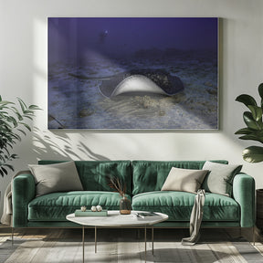 Black-blotched stingray Poster