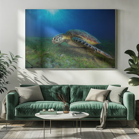 Green turtle Poster