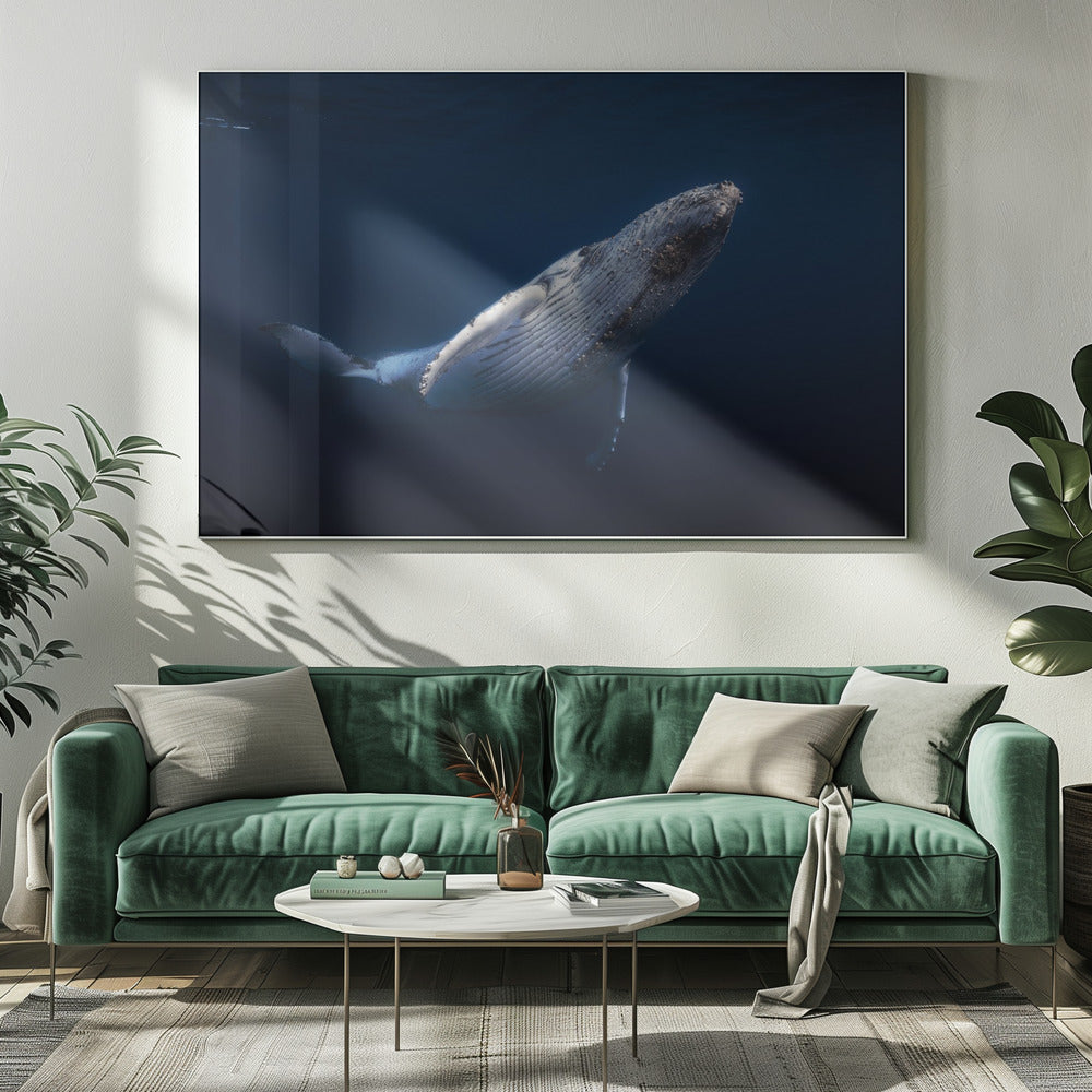 Humpback Whale Poster