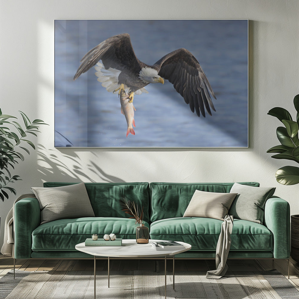 Bald Eagle Catching a Big Fish Poster