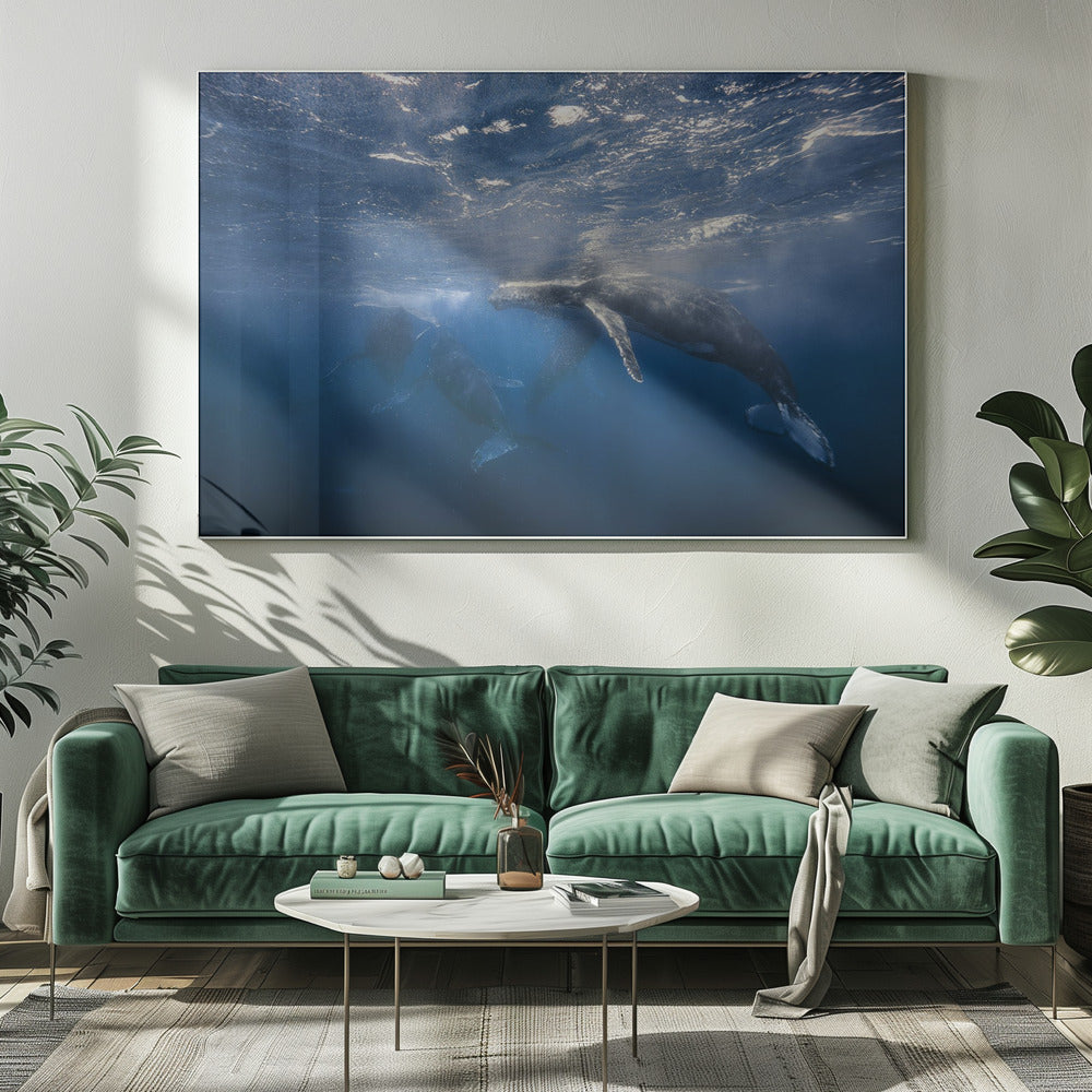 Humpback Whale Poster