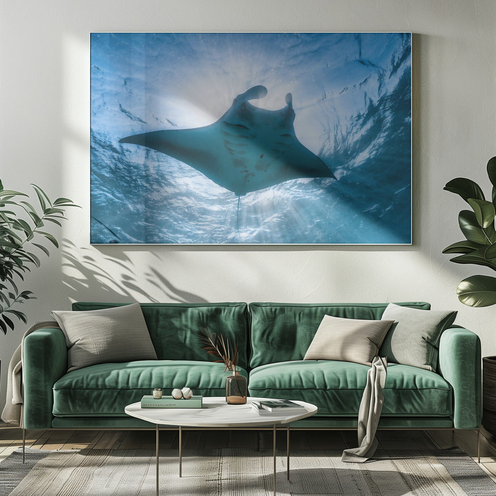 Manta ray Poster