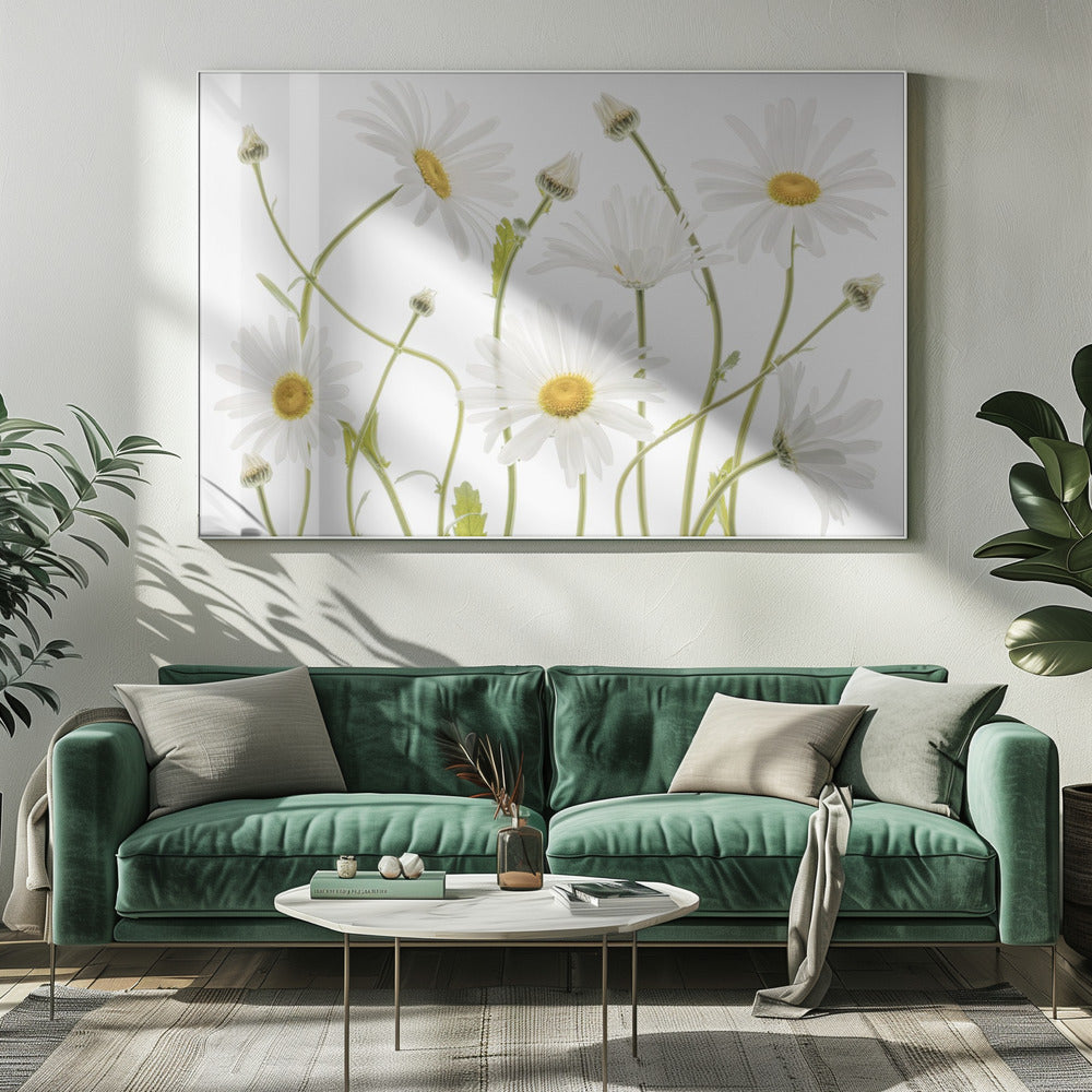 Ox eye Daisies Poster