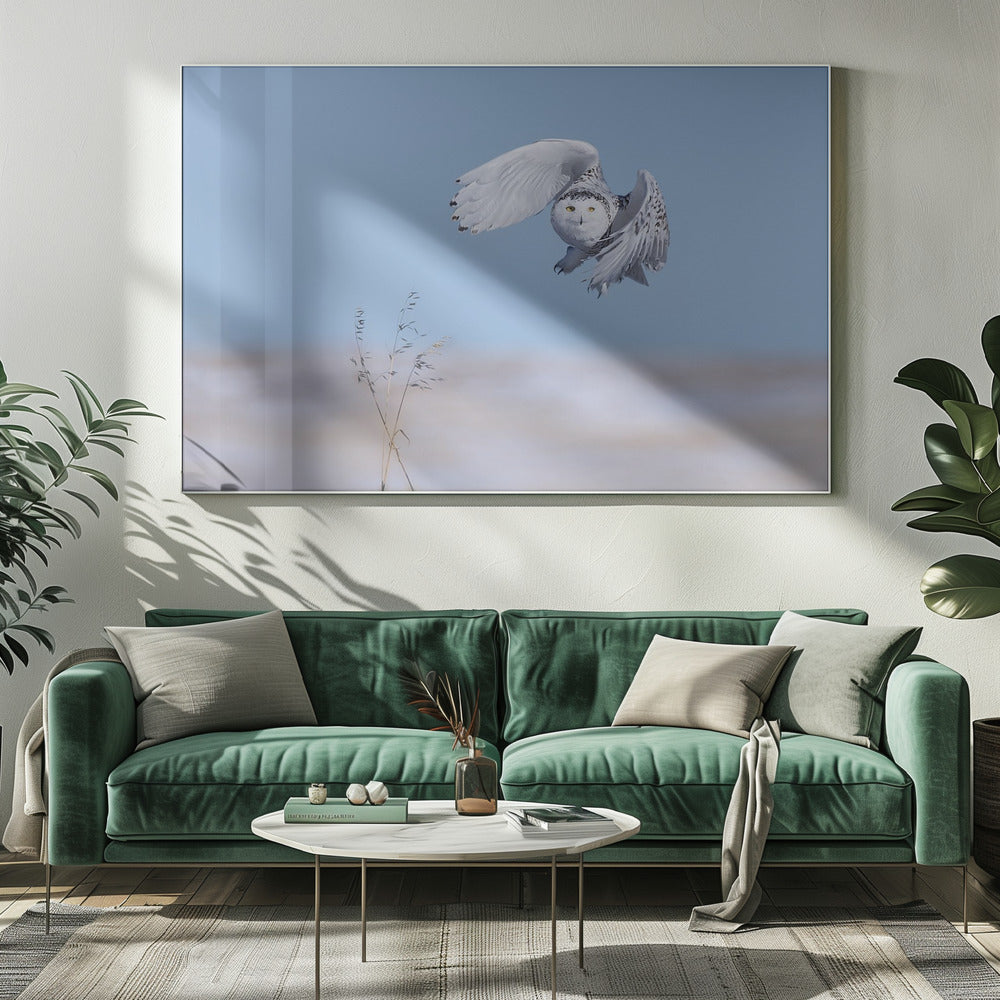 Snowy Owl Poster