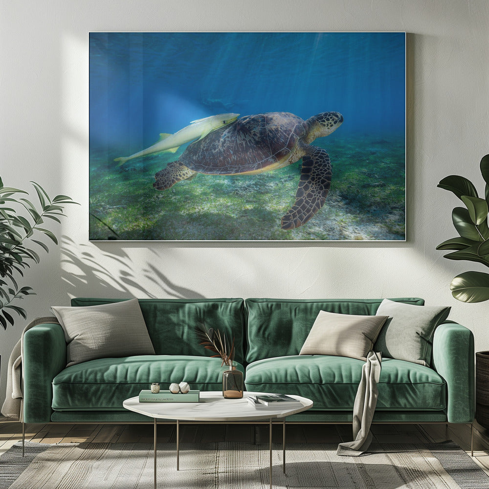 Sea Turtle Poster