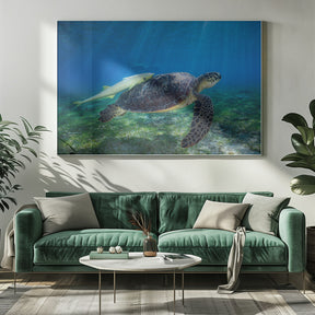 Sea Turtle Poster