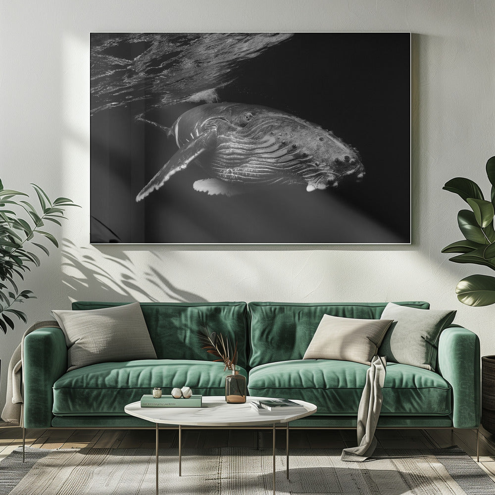 Humpback Whale calf Poster