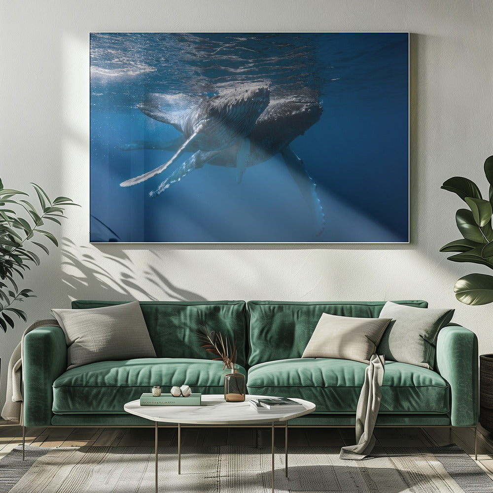 Humpback whale Poster