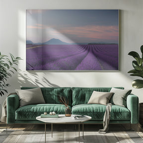 Lavender field Poster