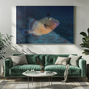 Blue triggerfish Poster