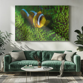 Yellow clownfish on green anemon Poster