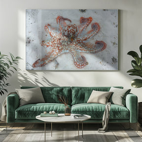 Octopus Poster