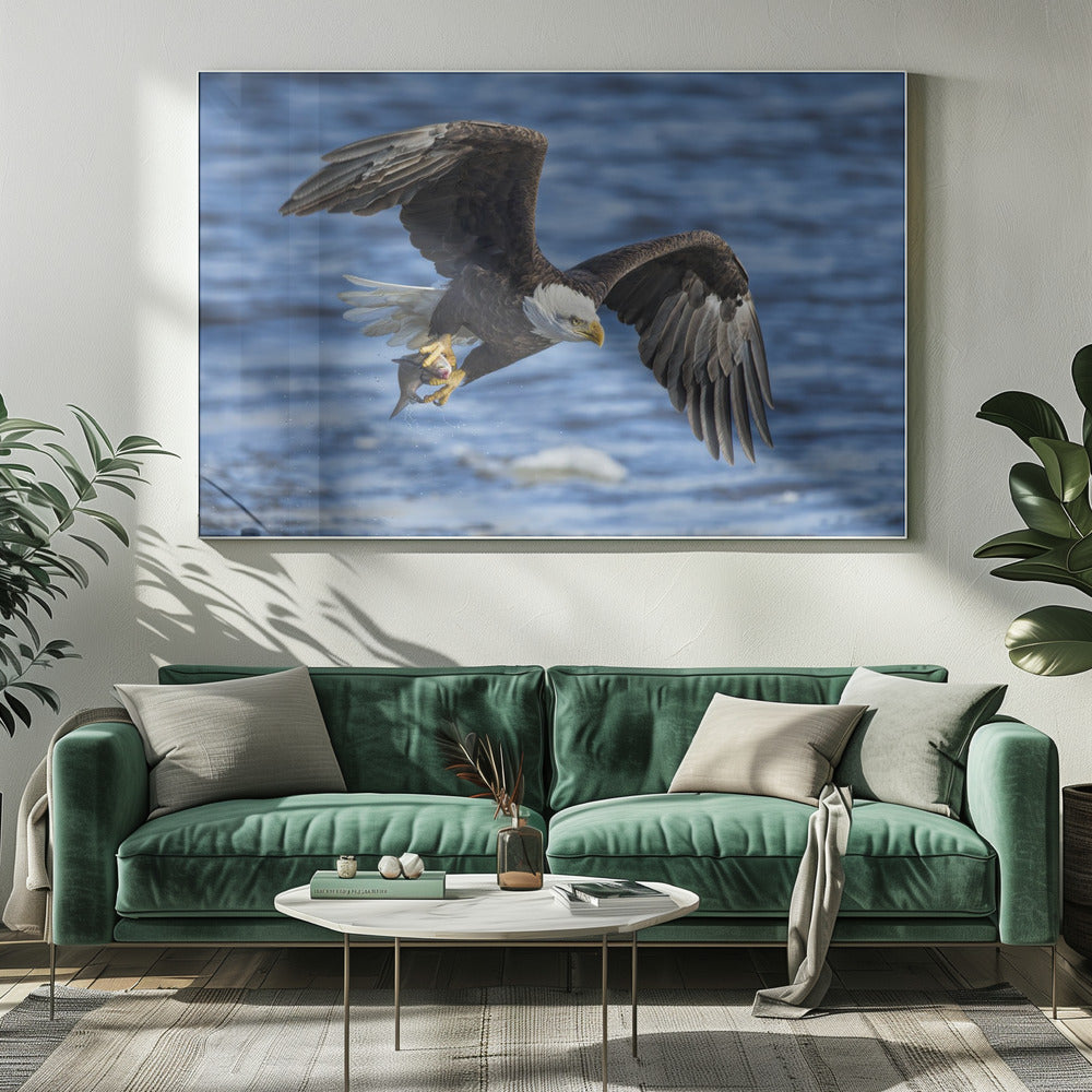 Bald Eagle Catching Fish Poster